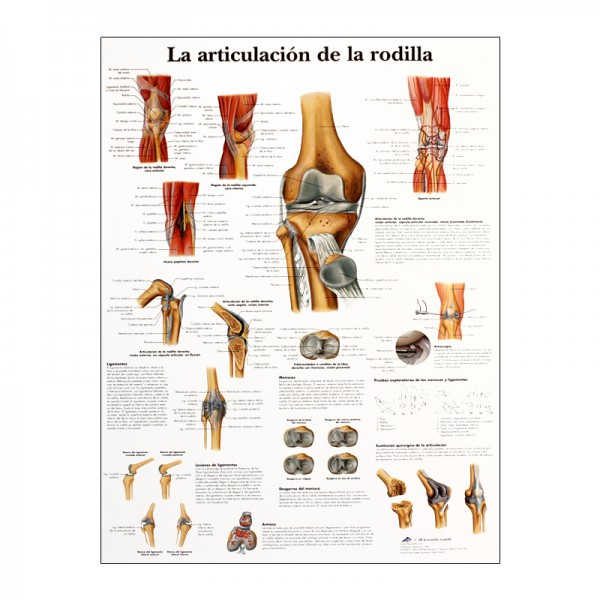 Anatomiediagramm: Kniegelenk